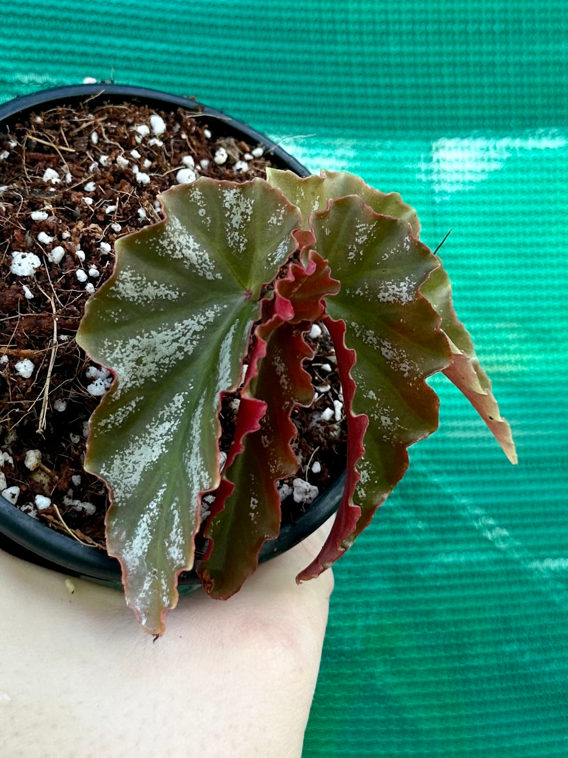 Begonia trees deals