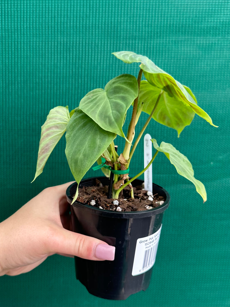 Philodendron Verrucosum