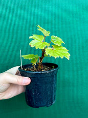 Begonia dipetala x. NEW