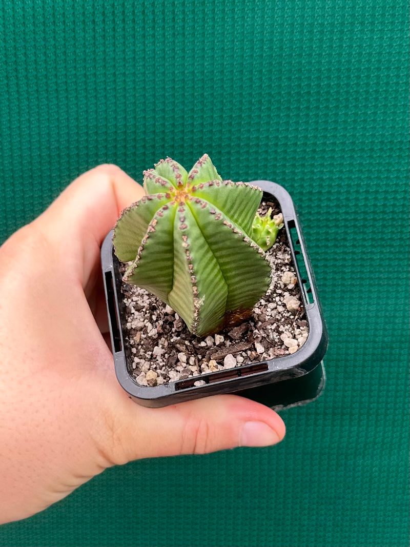 Euphorbia anoplia NEW