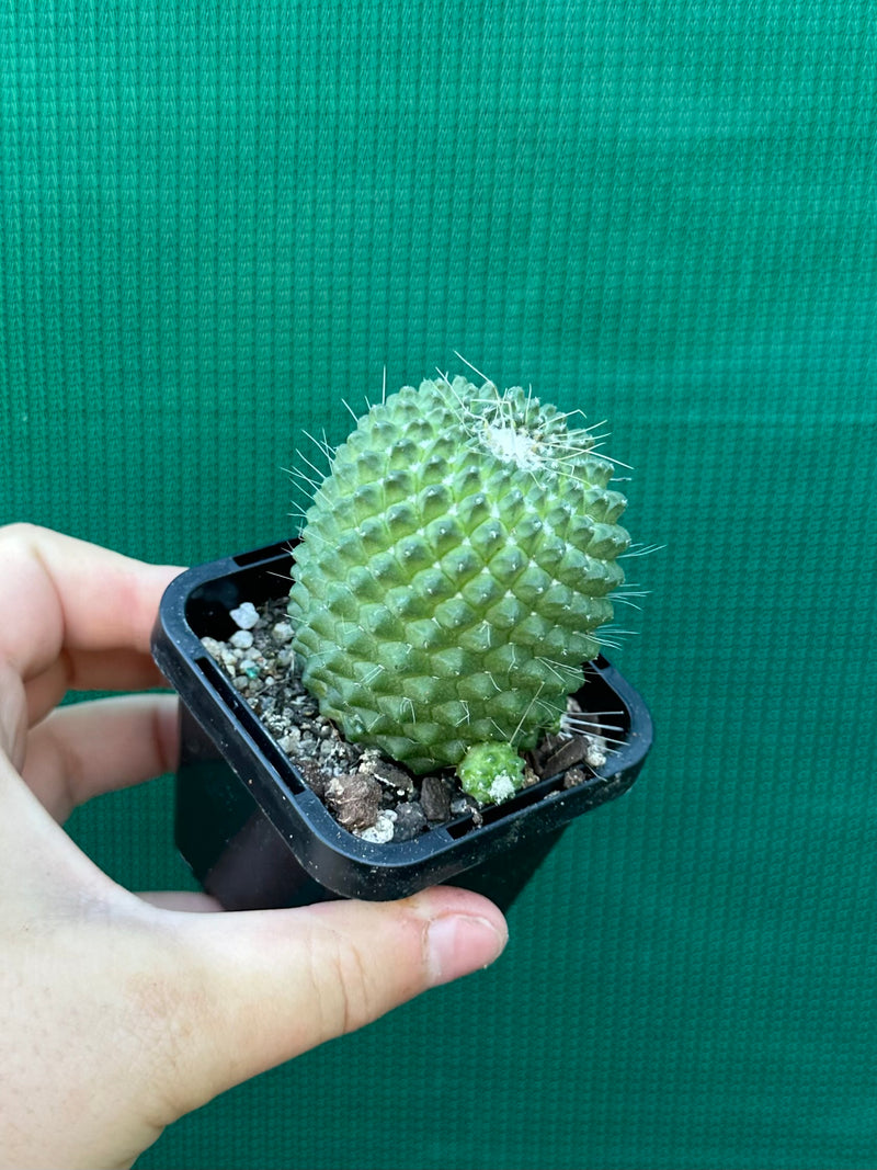 Mammillaria Pico compacta