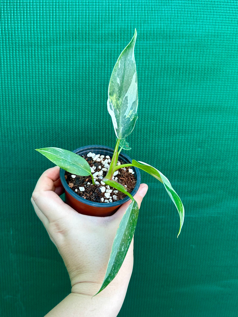 Philodendron ‘White Princess’