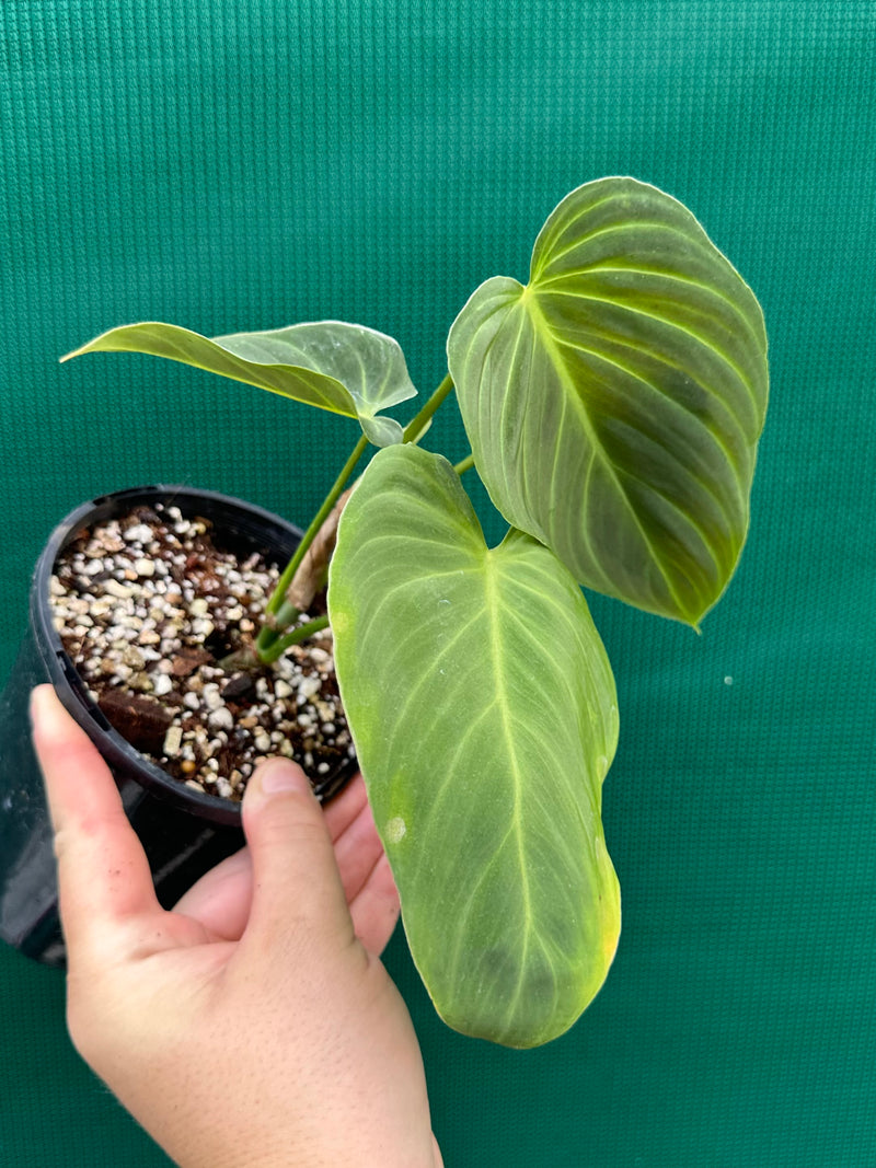 Philodendron ‘Splendid’ (Melanochrysum x Verrucosum) (NOT TC)