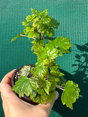 Begonia dregei NEW