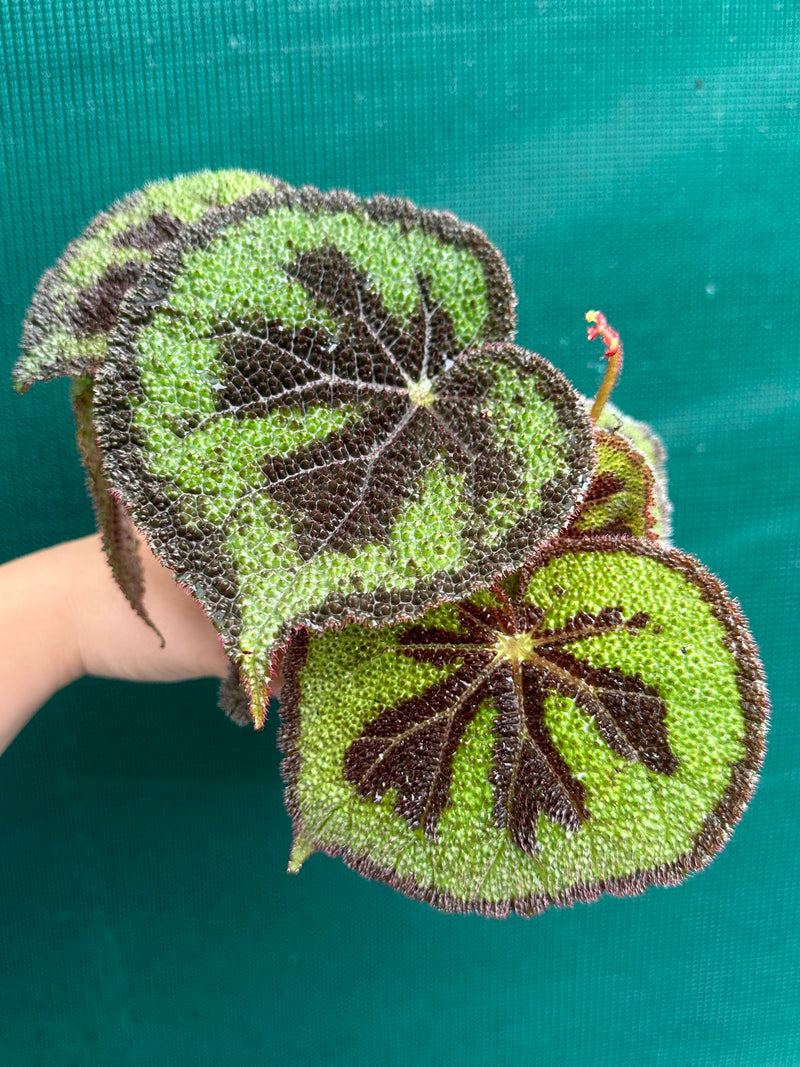 Begonia variegata