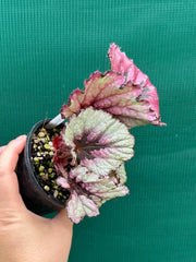 Begonia ‘Kotubuki’