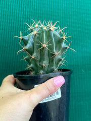 Ferocactus herrerae