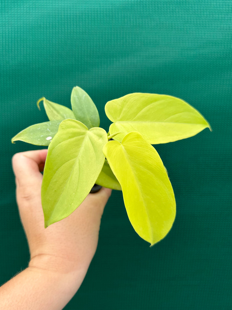 Philodendron Bipennifolium Aurea 'Golden Violin'