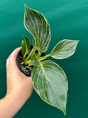 Philodendron ‘Birkin’