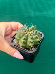 Glymnocalycium