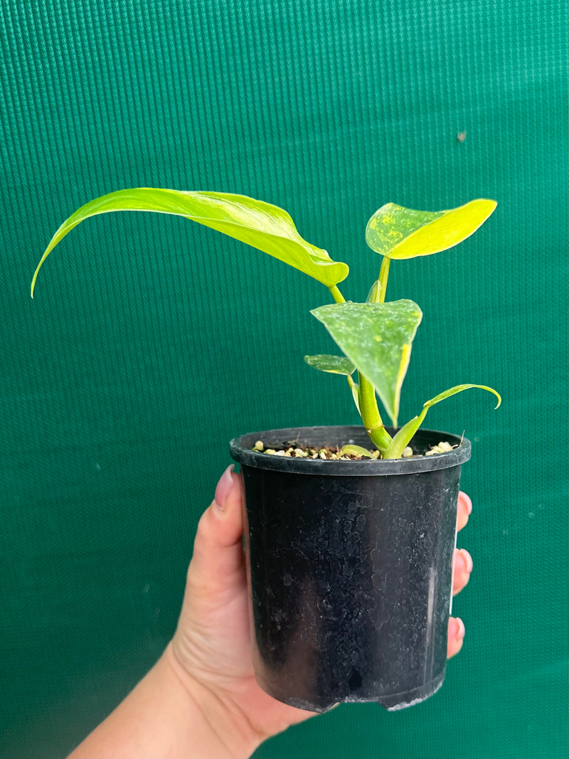 Philodendron ‘Domesticum Variegated’ NEW