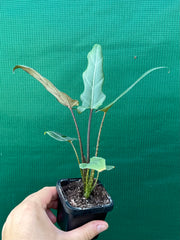 Alocasia ‘Lauterbachiana’ NEW