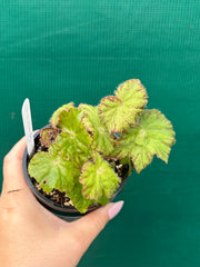 Begonia ‘Golden Topaz’ NEW