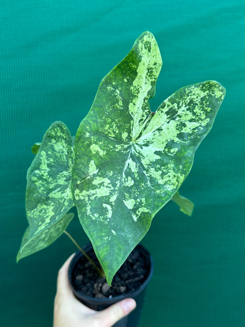 Caladium ‘Frog in a Blender’ NEW