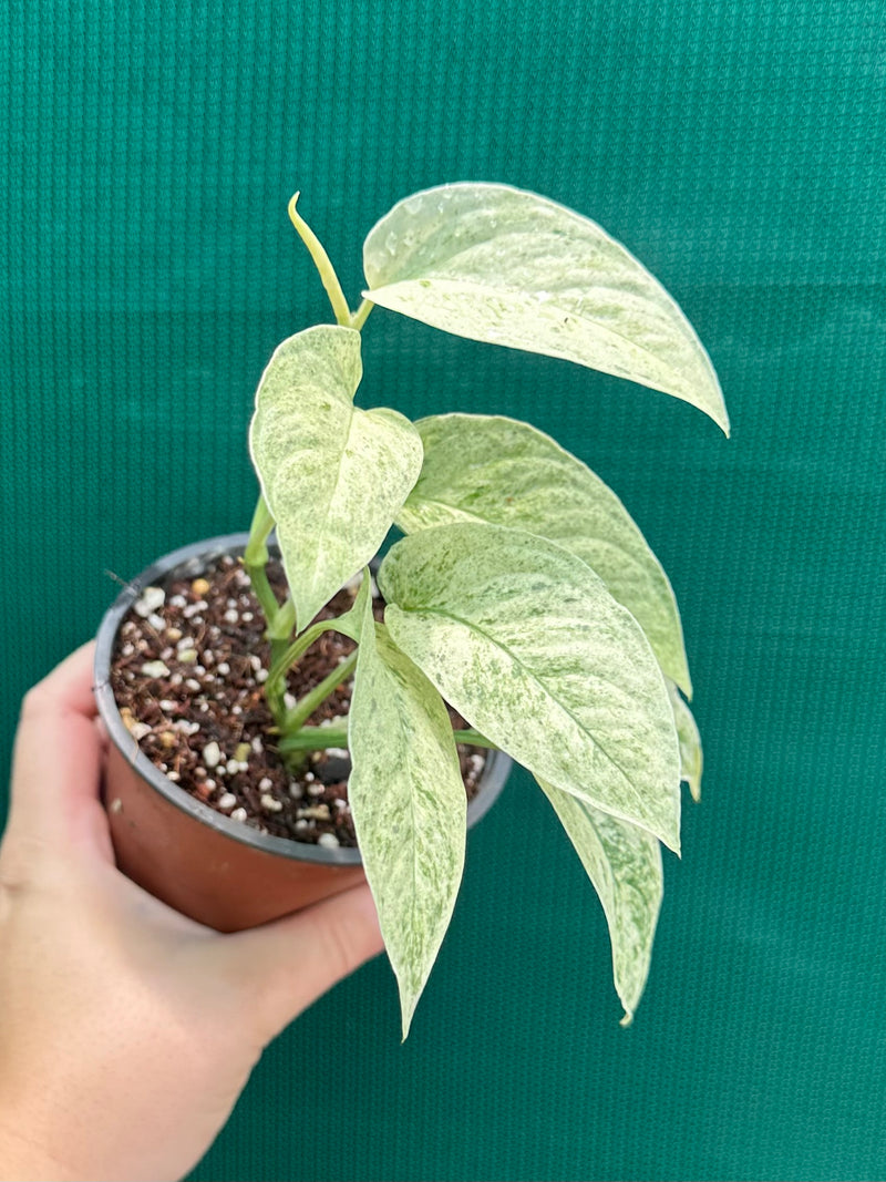 Monstera ‘Laniata Variegata Mint’