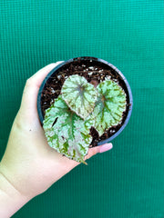 Begonia ‘Yorkes Shadowland’