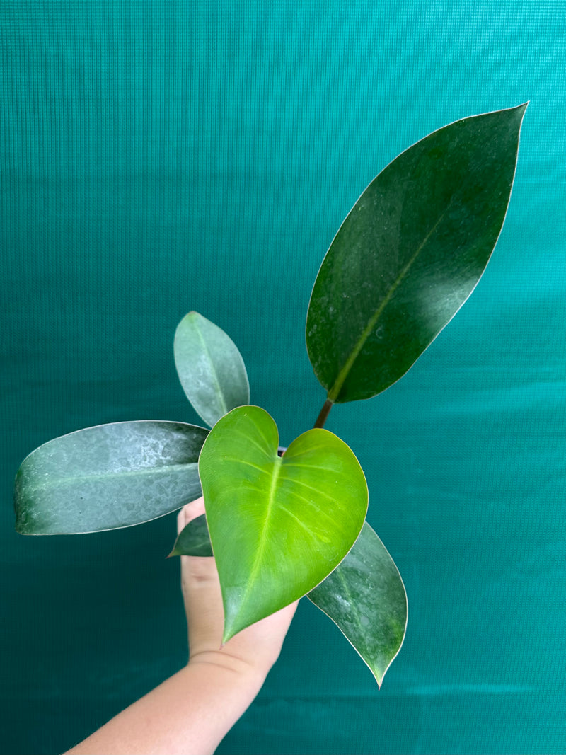 Philodendron ‘Rojo Congo’