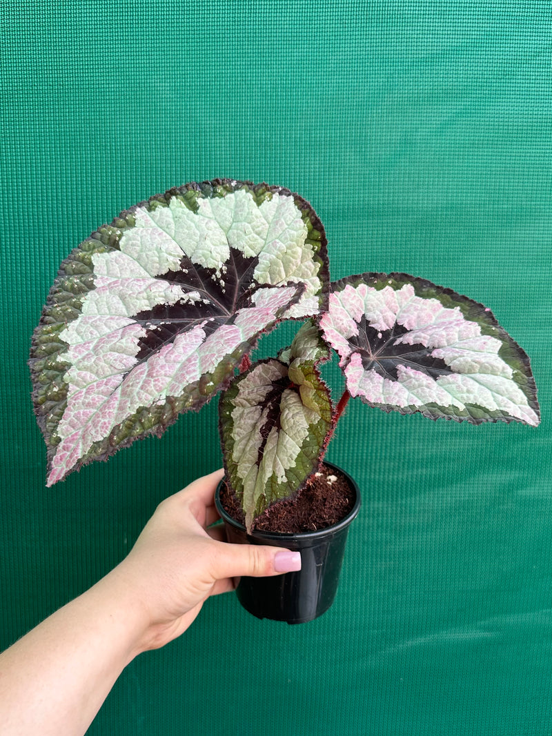 Begonia ‘Lively Ladd’