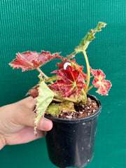 Begonia ‘Rusty Ross’