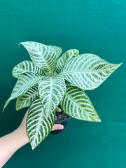 Aphelandra squarrosa 'Snow White'