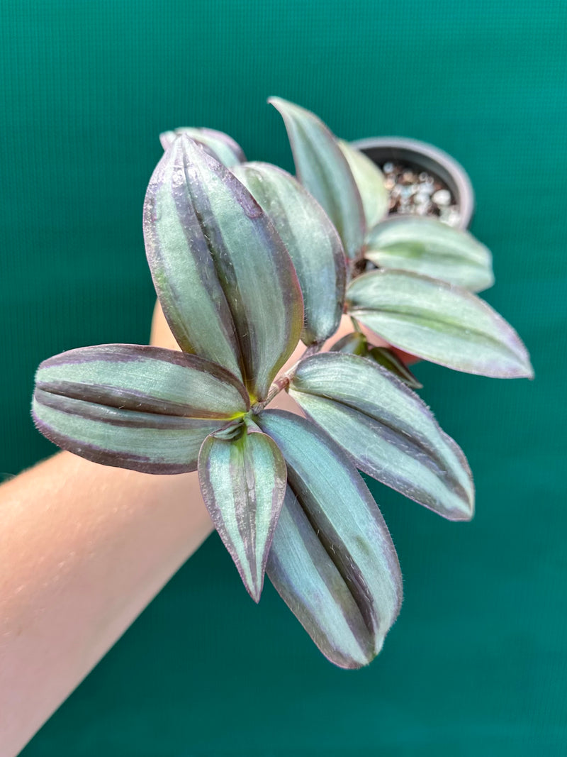 Tradescantia ‘Zebrina’