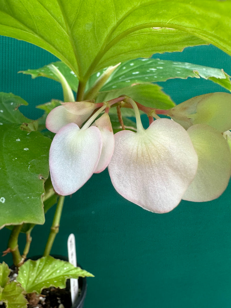 Begonia ‘Sophie Cecile’