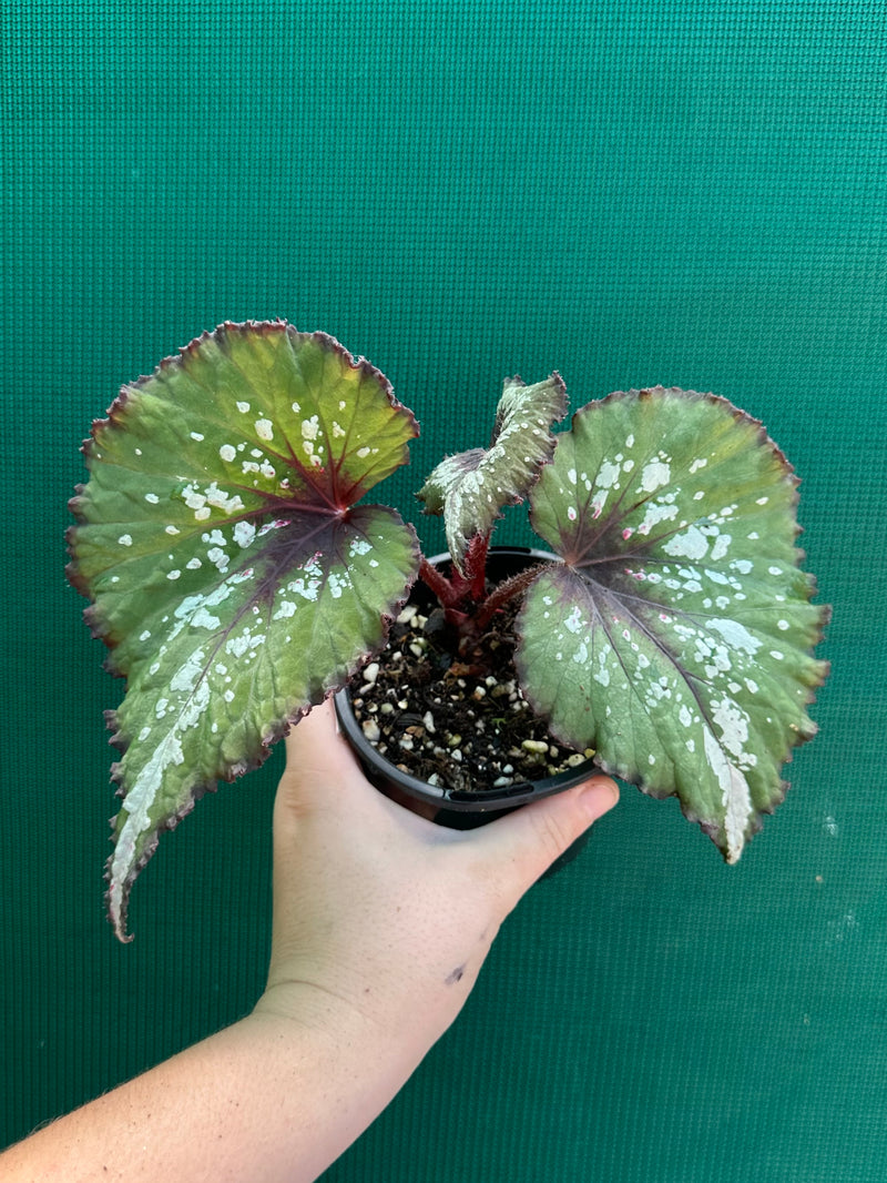 Begonia NOID 68 NEW