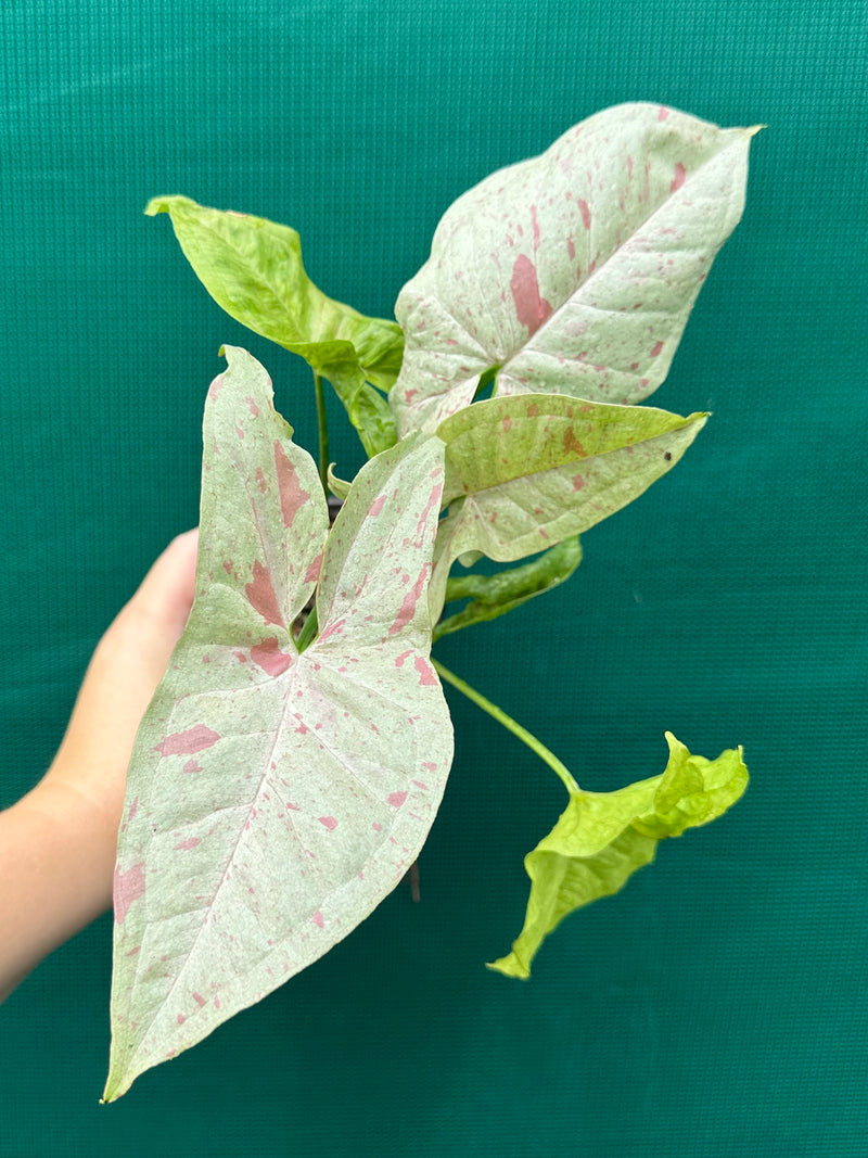 Syngonium ‘Confetti’