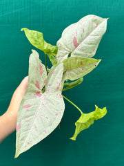 Syngonium ‘Confetti’