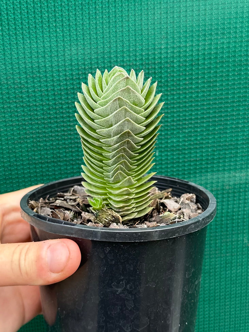 Crassula Buddah’s Temple NEW