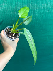 Philodendron ‘Domesticum’