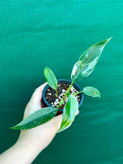 Philodendron ‘White Princess’