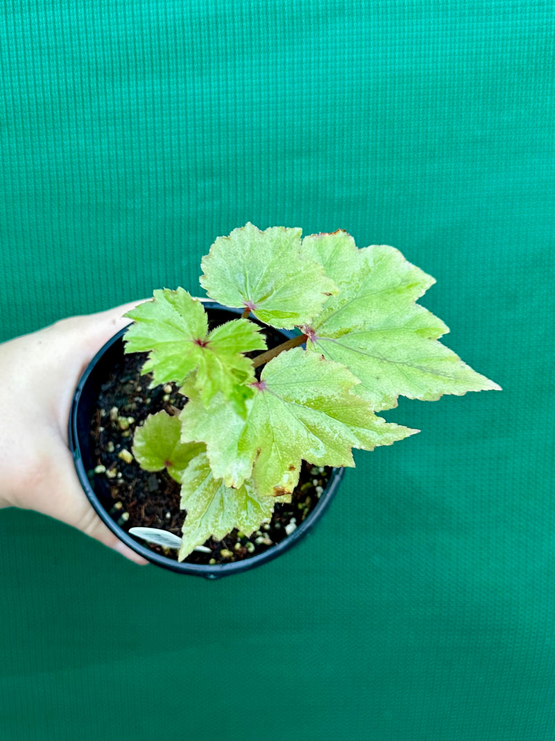 Begonia dipetala x. NEW