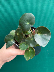 Begonia ‘Beefsteak’