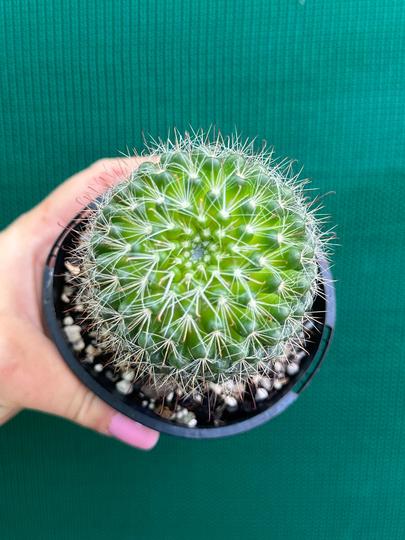 Mammillaria zeilmaniana