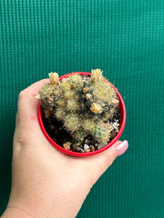 Mammillaria prolifera NEW