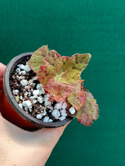 Begonia ‘Russet Queen’ x. Self NEW