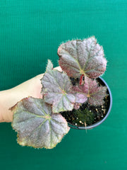 Begonia ‘JC 2208’