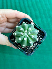 echinopsis denudata