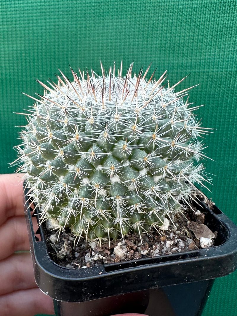 Mammillaria Hahniana