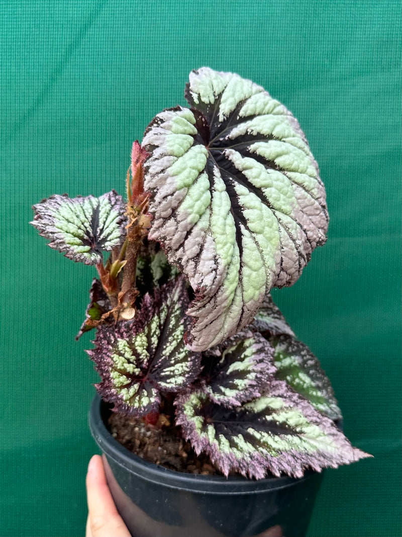 Begonia ‘Fireworks’