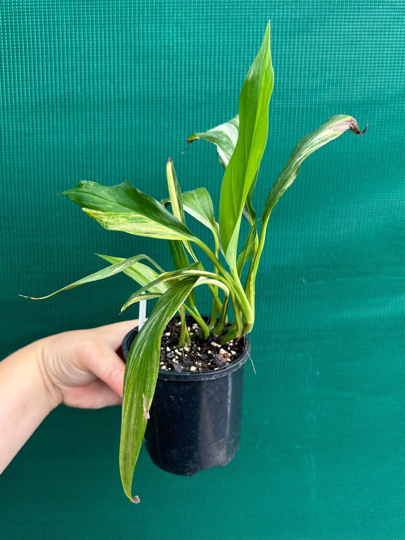 Epipremnum Amplissimum Aurea Variegated