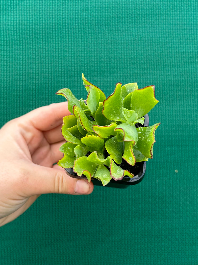 Crassula Undulata NEW