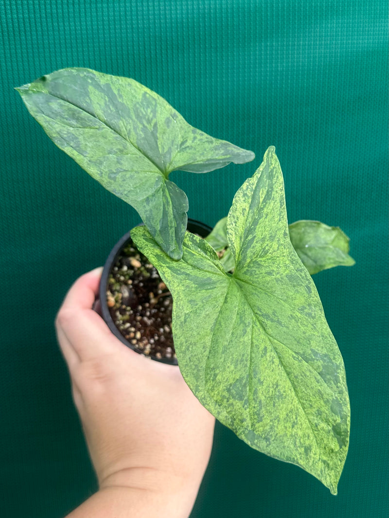 Syngonium 'Mojito'