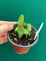 Begonia conchifolia var. rubrimacula NEW