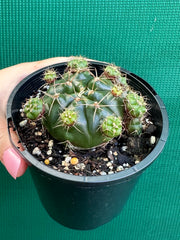 Glymnocalycium anistsii f. compacta