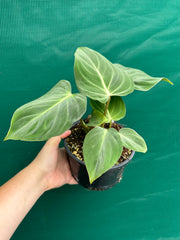 Philodendron ‘Gloriosum’