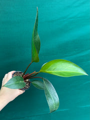 Philodendron ‘Rojo Congo’