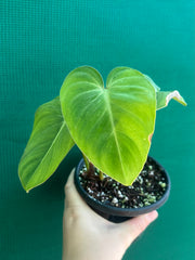 Philodendron ‘Gloriosum’