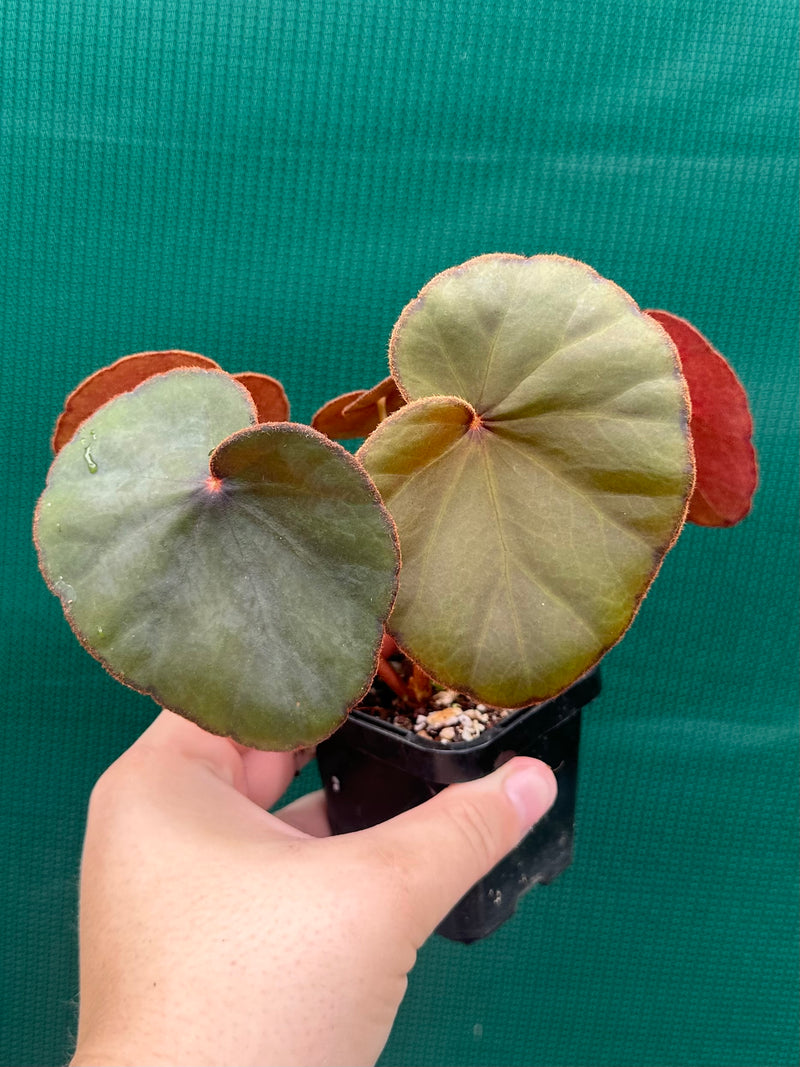 Begonia Lyman-Smithii NEW